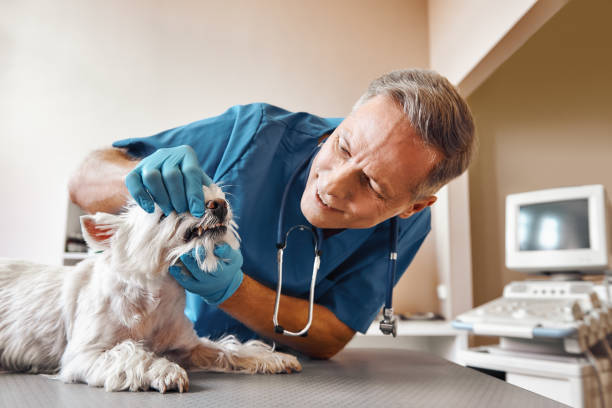 Best Same-Day Emergency Dentist in Horse Shoe, NC